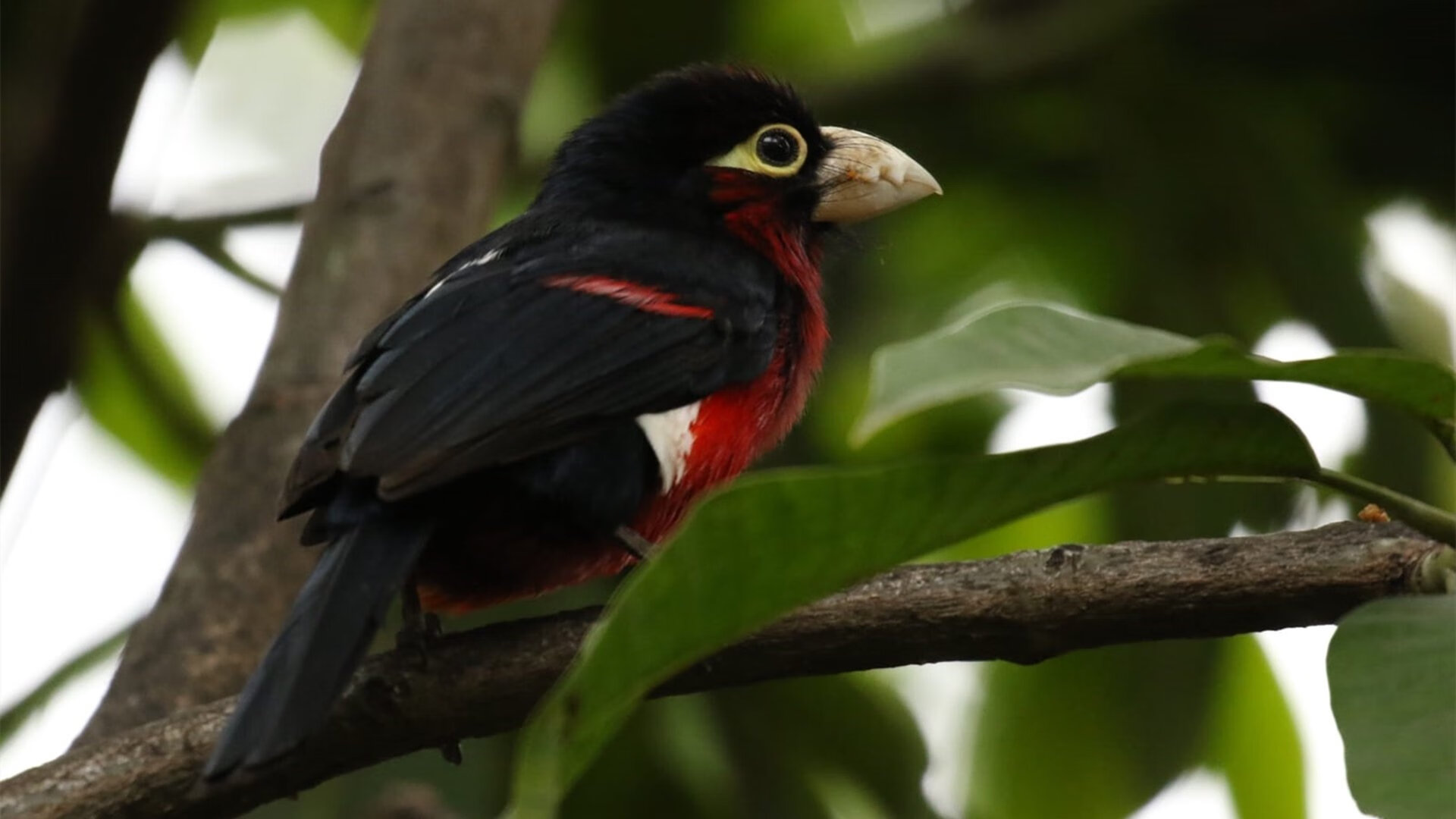 爱游戏入口-中国女篮围绕团队协作打造立体防守结构,中国女篮战术