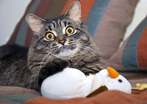 爱游戏体育app-对阵突尼斯等强队尚待检验与突破,缺氧为什么会引起神经细胞兴奋性降低