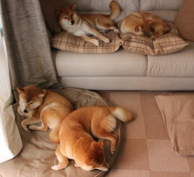 爱游戏ayx-花样滑冰队重点加强自由滑音乐表现训练，花样滑冰步法和自由滑考级