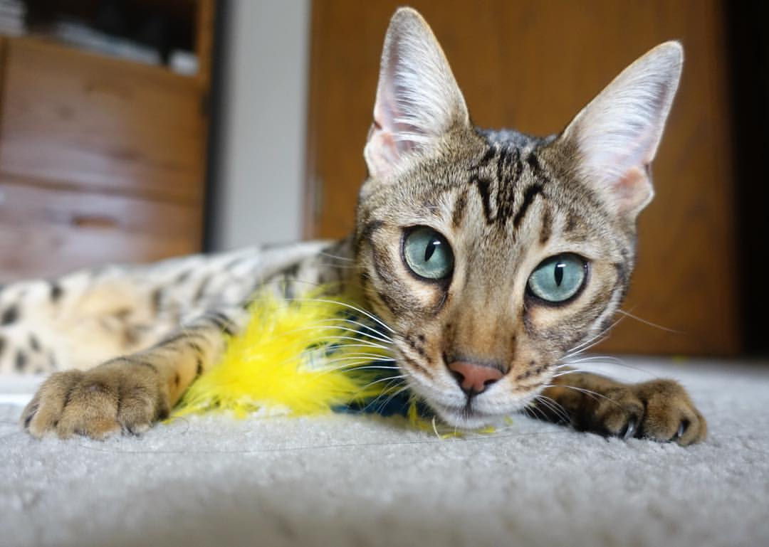 爱游戏app安装-青少年足球赛事缺乏专业化管理,我国足球青少年人才培养存在的问题