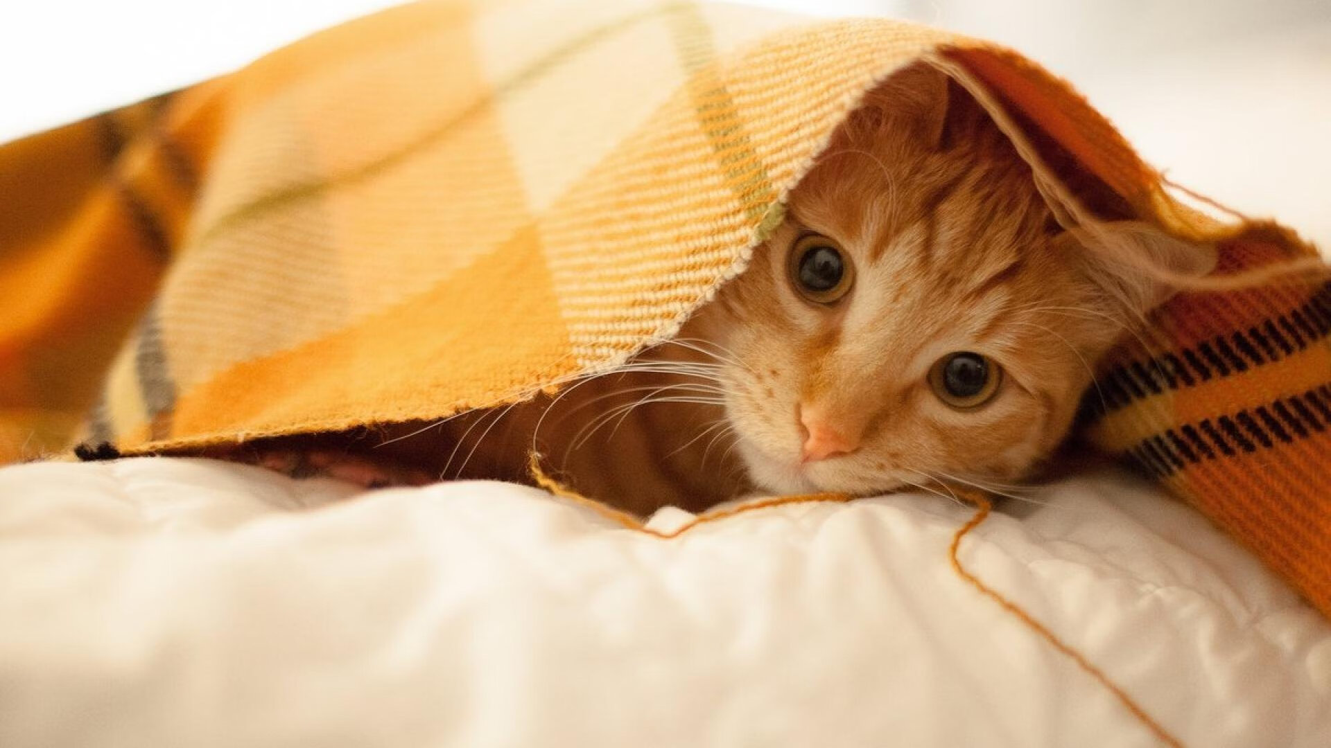 爱游戏平台-中乙联赛扩大转播平台覆盖提升关注度和赞助机会，中乙联赛新闻