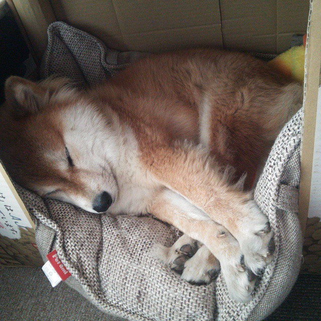 爱游戏官网充值-乌干达女篮在非洲锦标赛中突飞猛进，迎向新天际线，非洲乌干达来