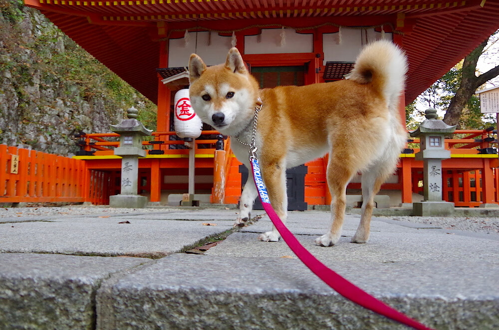 爱游戏体育官网-南非羚羊队:稳定的防守体系与高效的反击进攻助力球队屡获胜利