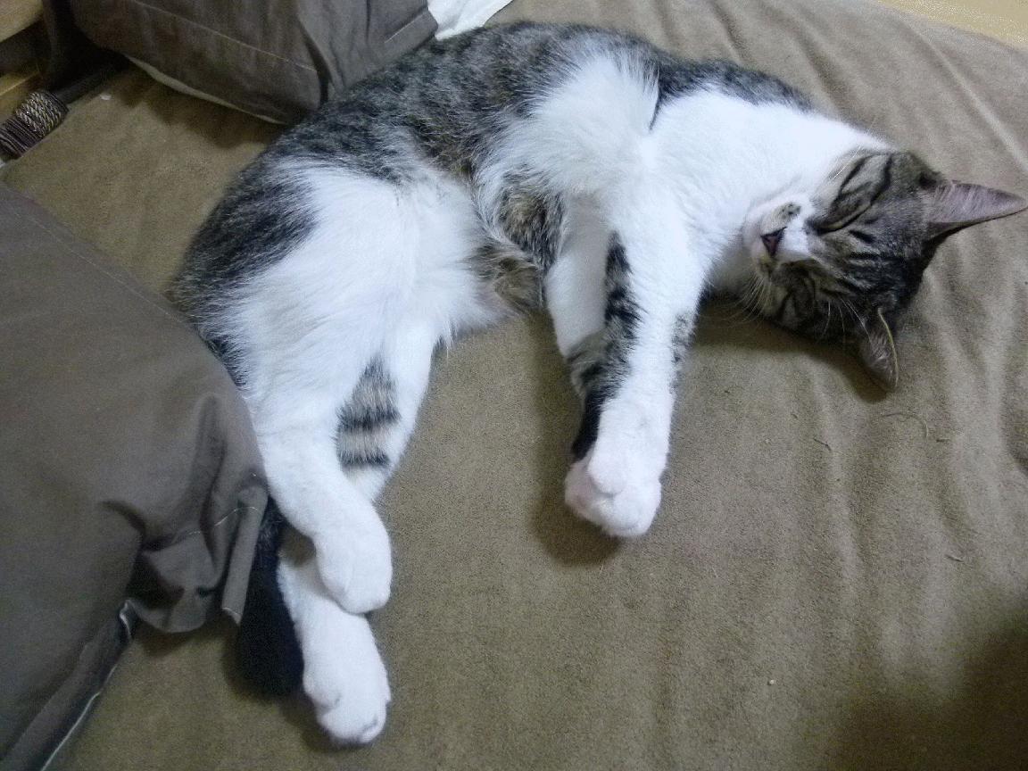 爱游戏app-媒体预测联赛冠军归属悬念仍在后续每一场都至关重要,预测今年总冠军